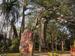 -瑞丽独树成林风景区