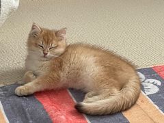 -欣宠猫屋·矮脚拿破仑·蓝金金渐层