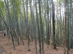 -宁波浙东大竹海景区