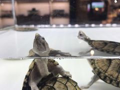 -王府井百货熙地港店