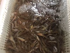 -霞涌市场海鲜摆卖区