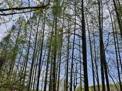 -上海共青森林公园