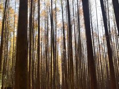 -山王坪喀斯特国家生态公园