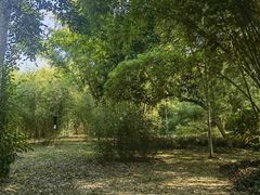 -中国科学院西双版纳热带植物园
