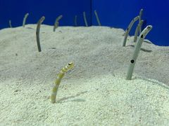 -上海海洋水族馆