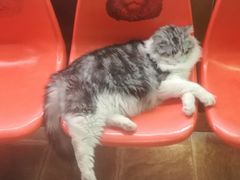 -猫咪博物馆(顶澳仔猫街店)