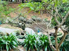 -泉州海丝野生动物世界