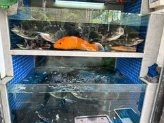-全乐鱼馆·淳牌有机鱼直营店