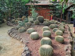 -呀路古热带植物园