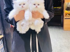 -欣宠猫屋·矮脚拿破仑·蓝金金渐层