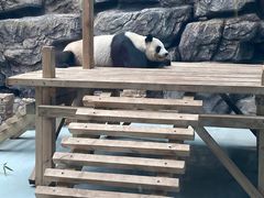 -大青山野生动物园