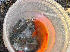 -DGE季风钓虾营地·团建·聚会