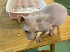 -藦茜花园宠物主题亲子互动体验馆(国顺东路店)