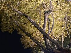 -杭州香格里拉饭店