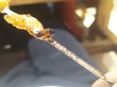 -小桂林烧鸽子