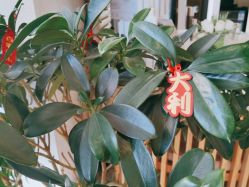 点击看大图 -薇薇安花系SPA