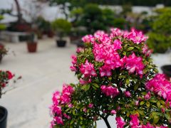-龙华寺
