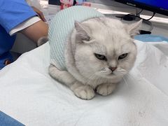 -博特宠物医院24h犬猫全科.骨科·异宠