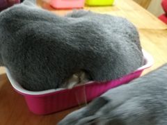 -藦茜花园宠物主题亲子互动体验馆(国顺东路店)