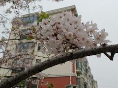 -高东镇樱花园
