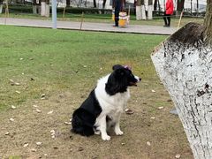 -重庆市江北嘴中央商务区中央公园