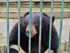 -栾川竹海野生动物园