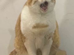 -潮汕大目牛肉火锅(水围店)