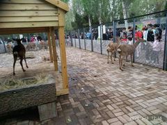 -长白岛森林公园