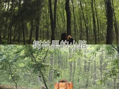 -合肥滨湖国家森林公园