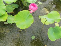 -白洋淀景区