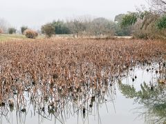 -良渚古城遗址公园
