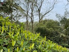 -南山植物园