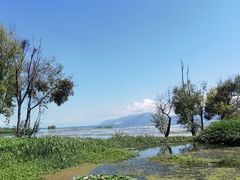 -洱海月湿地公园