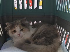 -小猫来了·猫舍(红山六九七九店)
