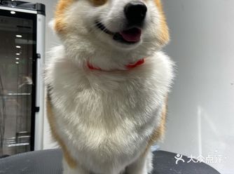 宠物家望京店是我经常带我家宝宝来的店，这个店还是很好