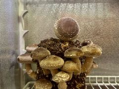 -HOMES上海本帮菜(襄阳公园店)