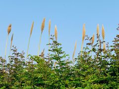 -贡湖湾湿地公园