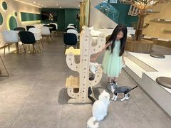 -飞行喵MR PILOT|猫舍·猫咖(静安大融城店)