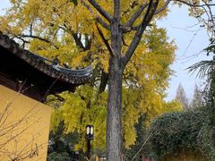 -苏州上方山国家森林公园