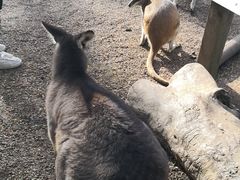 -费瑟代尔野生动物园