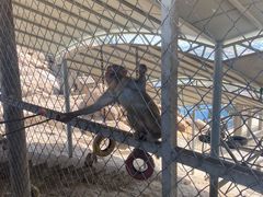 -西霞口神雕山野生动物世界