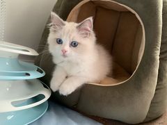 -Bastet sally猫舍购宠(静安店)