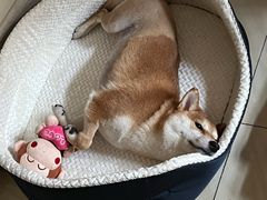 -伟伟宠物医院·CT影像中心·瑞派犬猫综合性门诊(汉口总院)