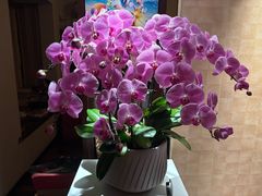 -双季花艺园艺市场(浦东店)