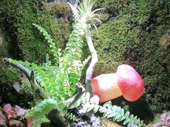 -野菌皇海景野生菌火锅(滨海大道店)