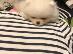 -瑞派·关忠动物医院·异宠专科·犬猫肿瘤·皮肤专科(望京店)