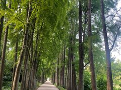 -上海滨江森林公园