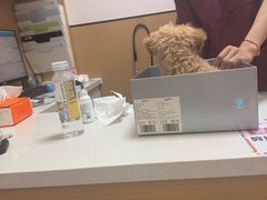 -瑞派康怡24h宠物医院·犬猫医疗中心·微创绝育(瑞景分院)