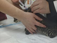 -宠颐生汉谟拉比宠物医院