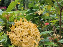 -中国科学院西双版纳热带植物园